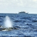 whale_humpback_v_01095_dom3310.jpg